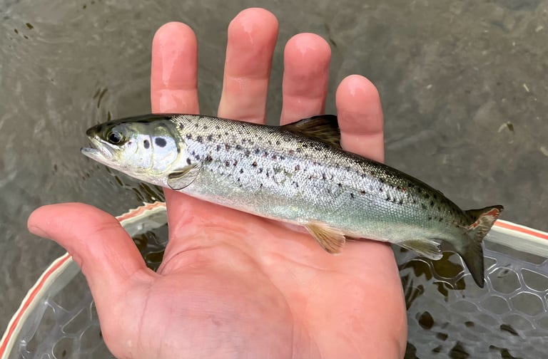銀白色の体に黒い斑点があるタイセイヨウサケの成魚