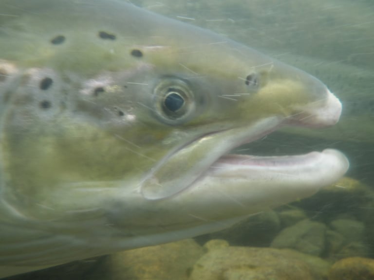 銀白色の体に黒い斑点があるタイセイヨウサケの成魚