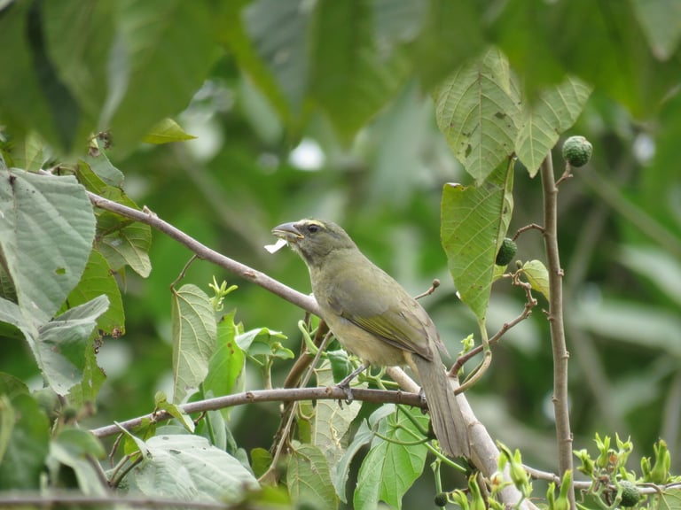 A stocky songbird with a deep brownish gray head, bold white eyebrow stripe, grayish olive upperparts, and a cinnamon-buff belly and vent