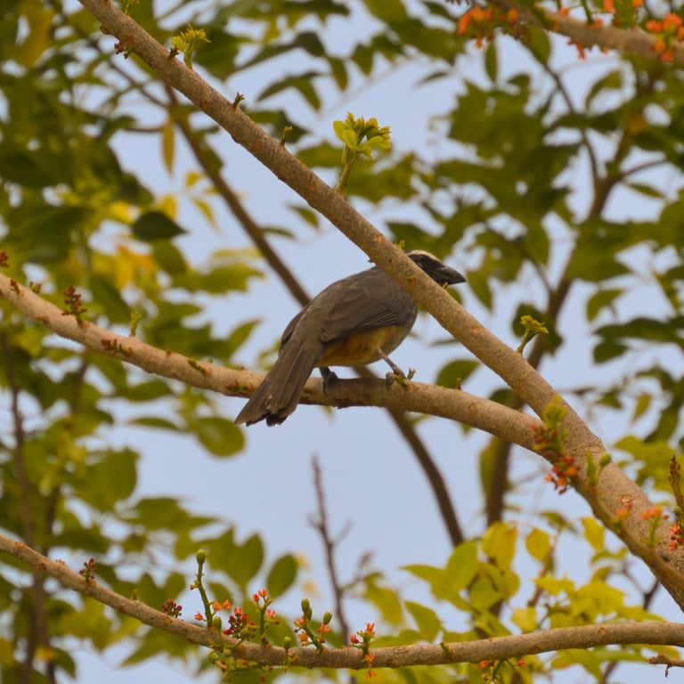 A stocky songbird with a deep brownish gray head, bold white eyebrow stripe, grayish olive upperparts, and a cinnamon-buff belly and vent
