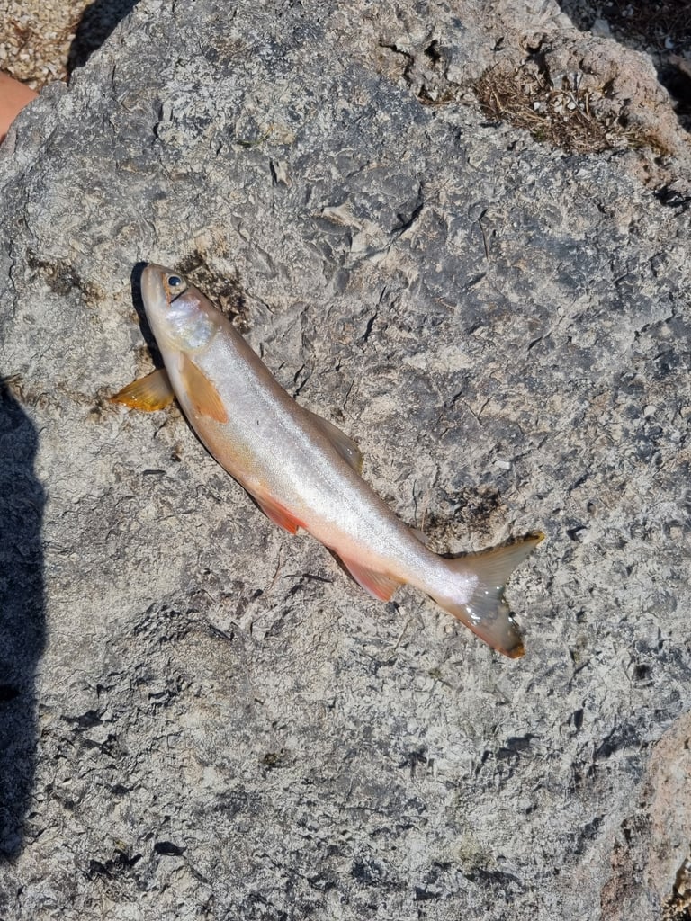 淡水の湖に暮らす北極イワナの成魚
