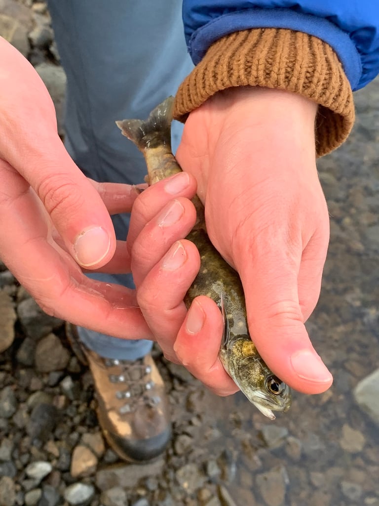 淡水の湖に暮らす北極イワナの成魚