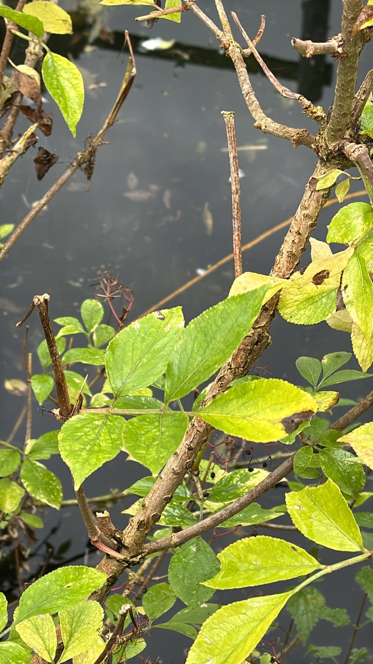 Arbusto de saúco negro con corimbos de flores blancas y racimos de bayas oscuras