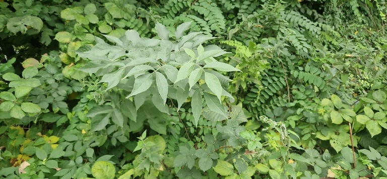 A multi-stemmed elder shrub with gray, furrowed bark, opposite pinnate leaves, flat clusters of small white flowers, and drooping bunches of glossy black berries.