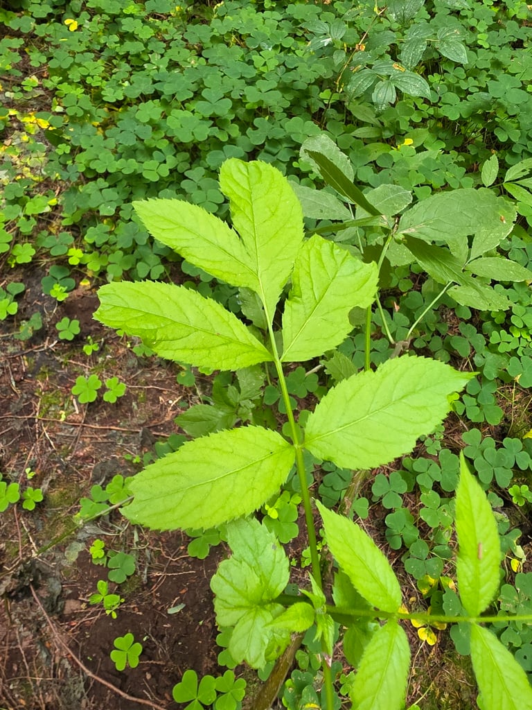Arbuste de sureau à grappes portant des grappes de petites baies rouges