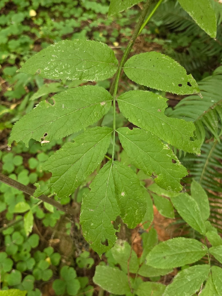 Arbuste de sureau à grappes portant des grappes de petites baies rouges