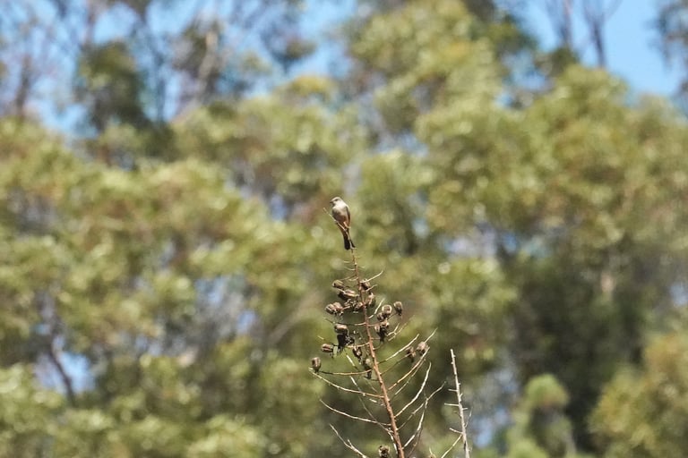 A gray-brown flycatcher with a squared-off head, buffy cinnamon belly, black tail, and pale wings in flight, perched upright on a low branch in an arid landscape