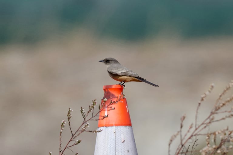 A gray-brown flycatcher with a squared-off head, buffy cinnamon belly, black tail, and pale wings in flight, perched upright on a low branch in an arid landscape