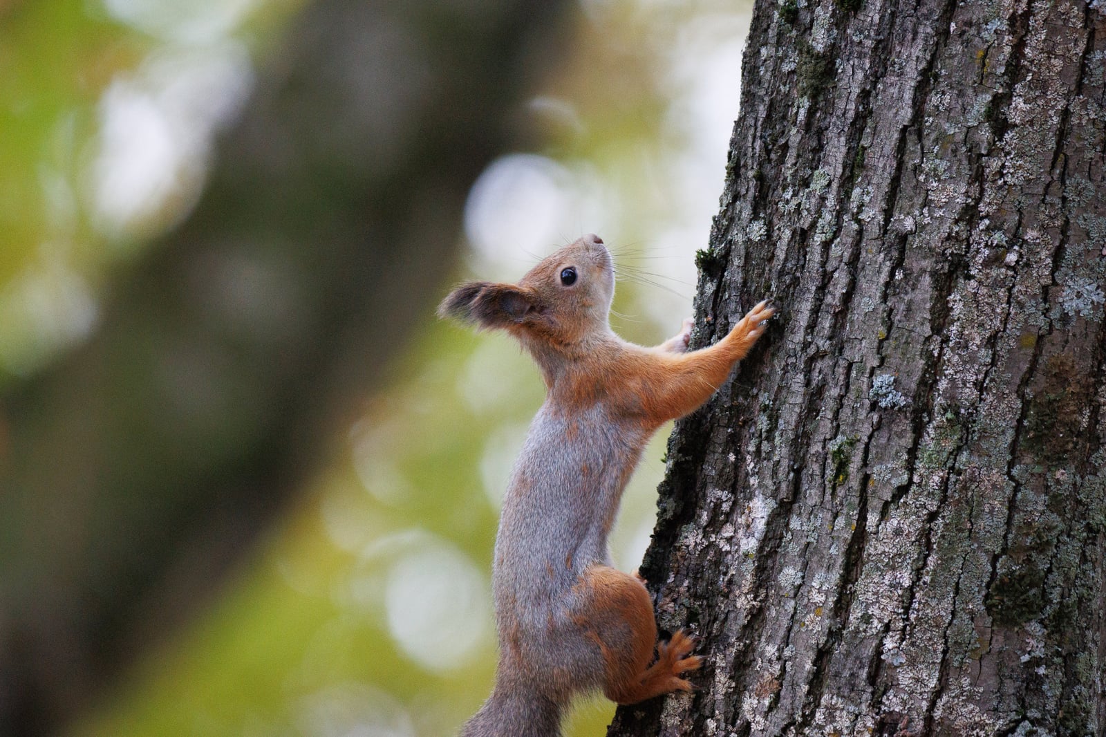 Eurasian Red Squirrel (Sciurus vulgaris): Tree Squirrel