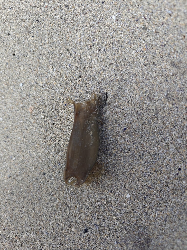 Tiburón pequeño de cuerpo alargado, con piel de tono pardo grisáceo cubierta de manchas oscuras y vientre blanquecino