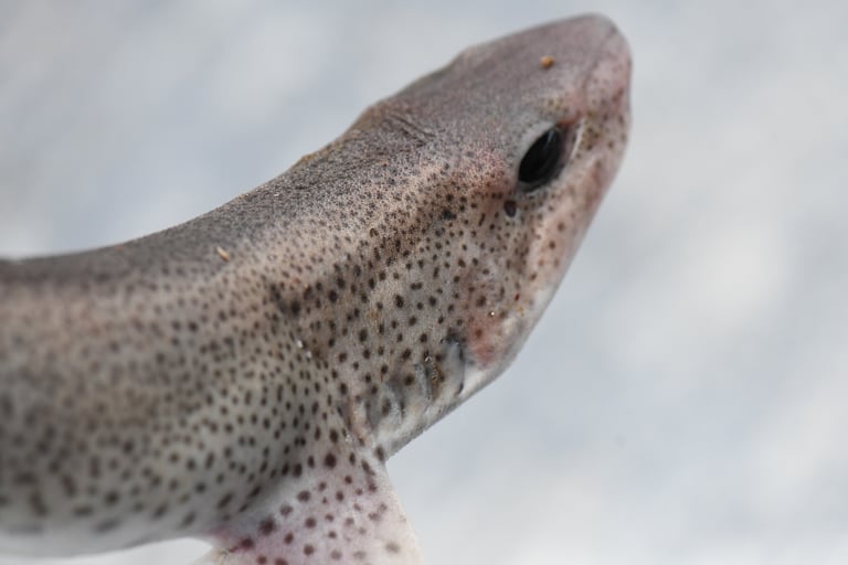 Tiburón pequeño de cuerpo alargado, con piel de tono pardo grisáceo cubierta de manchas oscuras y vientre blanquecino