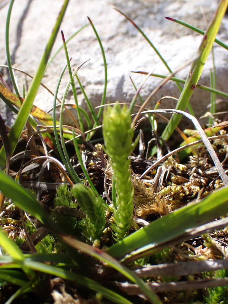 A low, creeping spikemoss with short branched stems, tiny triangular leaves and erect fertile shoots bearing yellowish cones