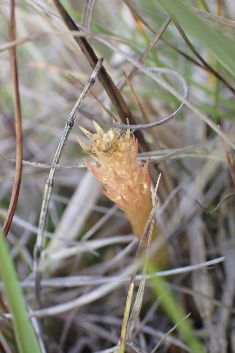 A low, creeping spikemoss with short branched stems, tiny triangular leaves and erect fertile shoots bearing yellowish cones