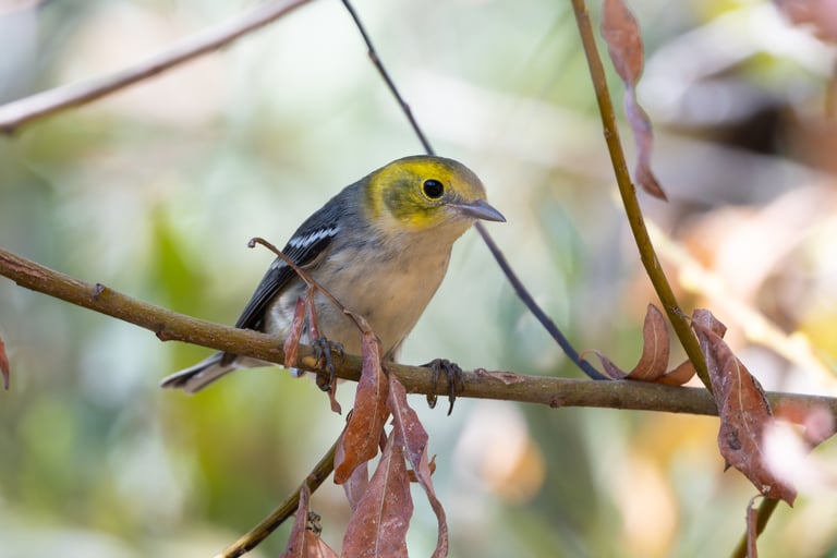 A small warbler with a bright yellow head, dark gray back, white underparts streaked black on the flanks, and two white wing bars
