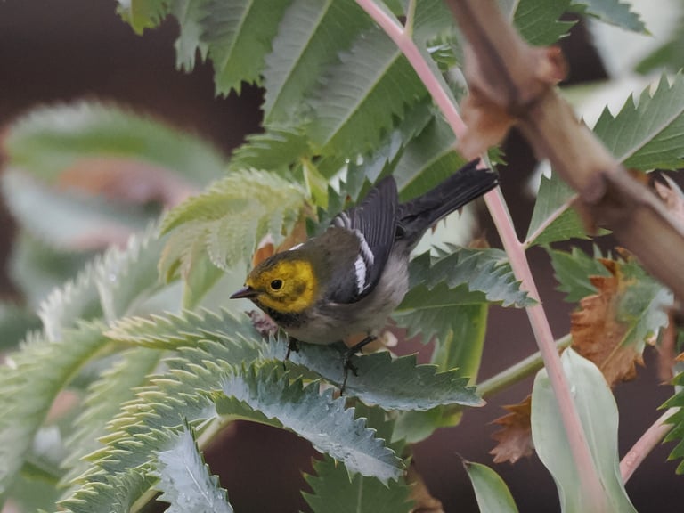 A small warbler with a bright yellow head, dark gray back, white underparts streaked black on the flanks, and two white wing bars