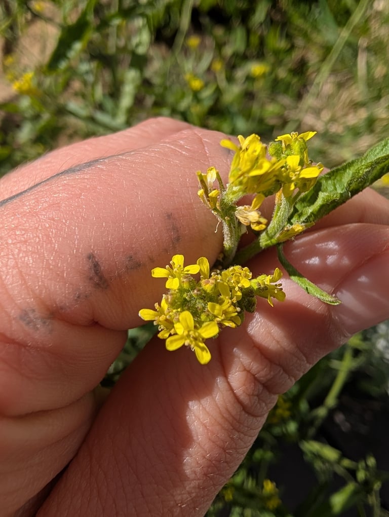 Planta herbácea de caule ereto e ramificado com pequenas flores amarelas e vagens compridas e finas pressionadas junto ao caule