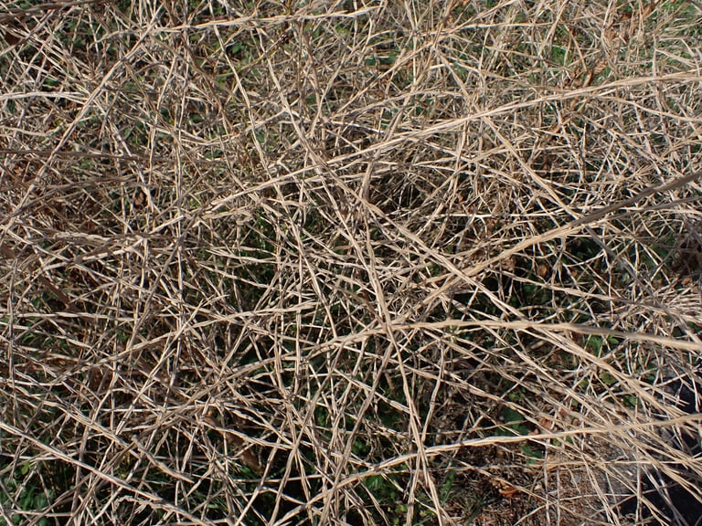 Planta herbácea de caule ereto e ramificado com pequenas flores amarelas e vagens compridas e finas pressionadas junto ao caule