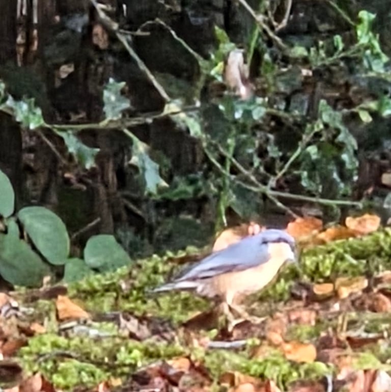 A small blue-grey songbird with a black eye-stripe, whitish throat and orange-red flanks, clinging to the bark of a tree trunk