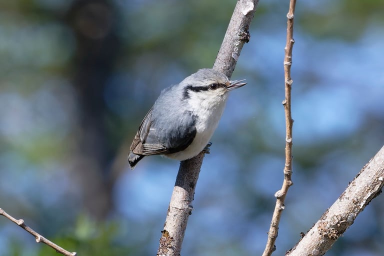 A small blue-grey songbird with a black eye-stripe, whitish throat and orange-red flanks, clinging to the bark of a tree trunk