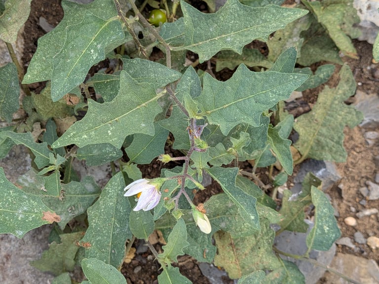 A spiny-stemmed perennial plant with lobed leaves and white to purple star-shaped flowers with yellow centers, bearing yellow tomato-like berries