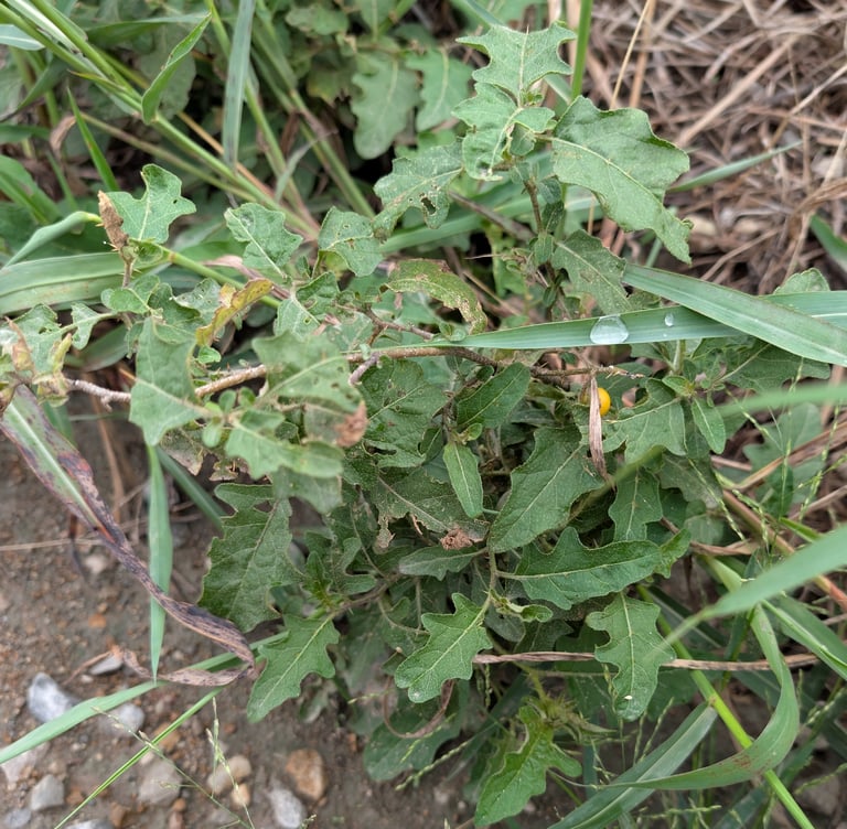 A spiny-stemmed perennial plant with lobed leaves and white to purple star-shaped flowers with yellow centers, bearing yellow tomato-like berries
