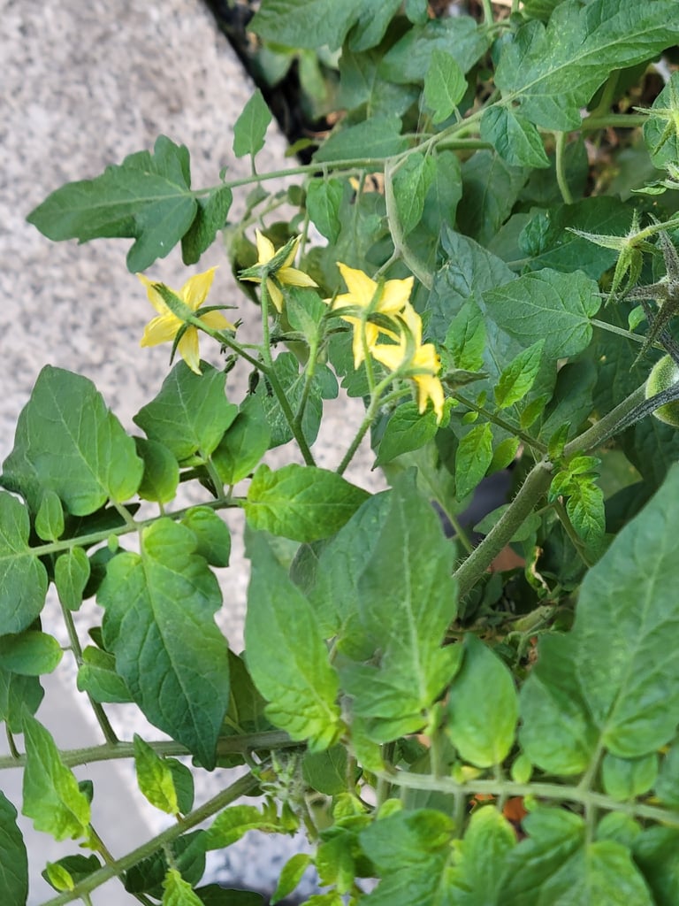 덩굴성 줄기에 톱니 모양의 깃꼴 잎과 노란 꽃, 붉게 익은 둥근 열매가 달린 토마토 식물