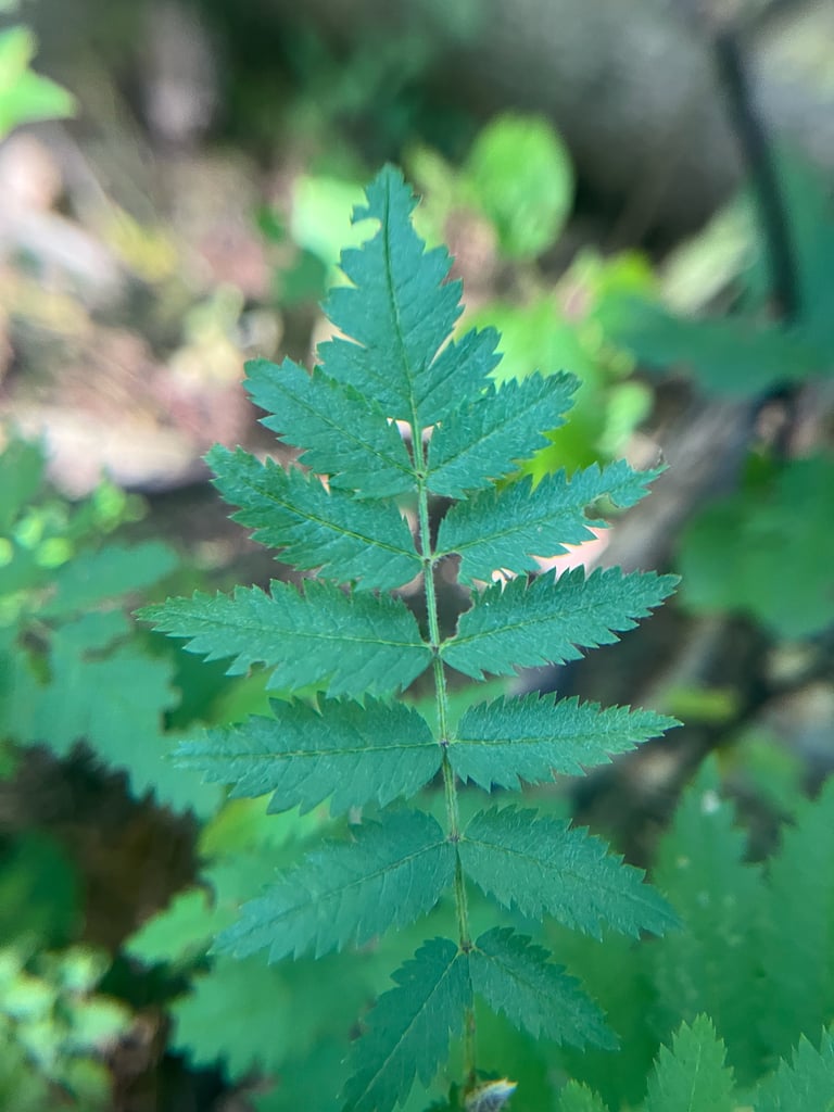 セイヨウナナカマドの成木。羽状の複葉と、夏から秋に赤く熟す果実の房が見える落葉樹