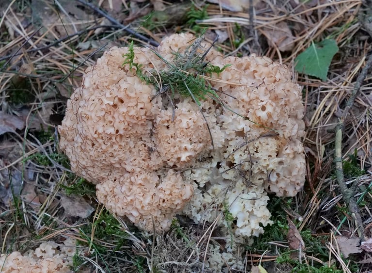 A pale, dense mass of flattened, wavy lobes resembling a head of cauliflower or lasagna noodles, colored white to creamy yellow, growing at the base of a conifer trunk.