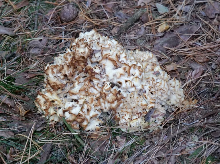 A pale, dense mass of flattened, wavy lobes resembling a head of cauliflower or lasagna noodles, colored white to creamy yellow, growing at the base of a conifer trunk.