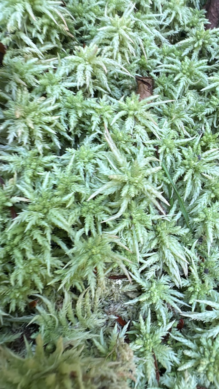 Hamparan lumut gambut hijau kekuningan dengan batang tegak dan daun kecil rapat berbentuk karpet lembap