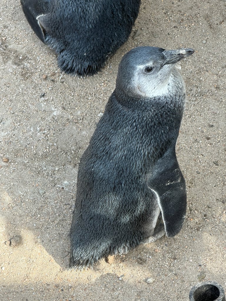 An adult African penguin standing on rocky shore, showing a black facial mask, pink patches of bare skin above the eyes, a black horseshoe-shaped band across a white chest, and black spots unique to the individual.