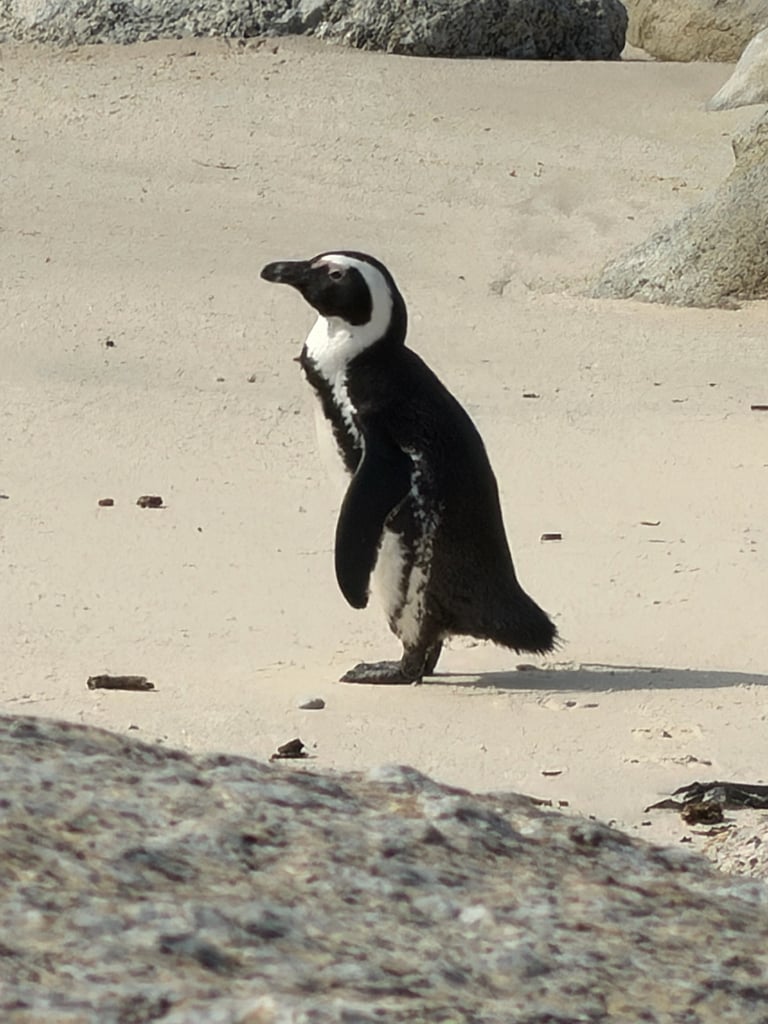 An adult African penguin standing on rocky shore, showing a black facial mask, pink patches of bare skin above the eyes, a black horseshoe-shaped band across a white chest, and black spots unique to the individual.
