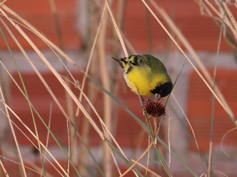 A small finch with a black hooded head, olive-green back, and bright yellow underparts, rump, and wing markings