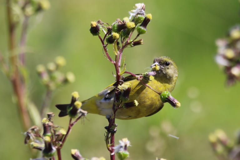 A small finch with a black hooded head, olive-green back, and bright yellow underparts, rump, and wing markings