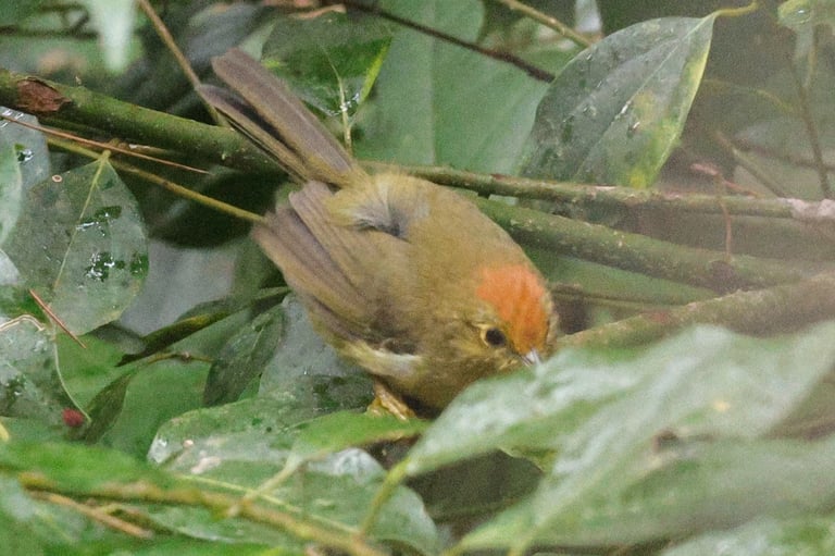 A small babbler with a rufous cap, olive-brown upperparts, and pale underparts, perched among dense bushes.
