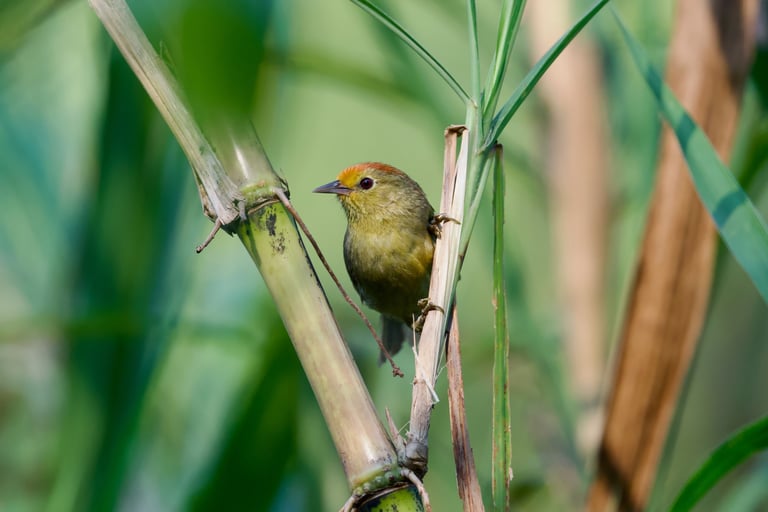 A small babbler with a rufous cap, olive-brown upperparts, and pale underparts, perched among dense bushes.