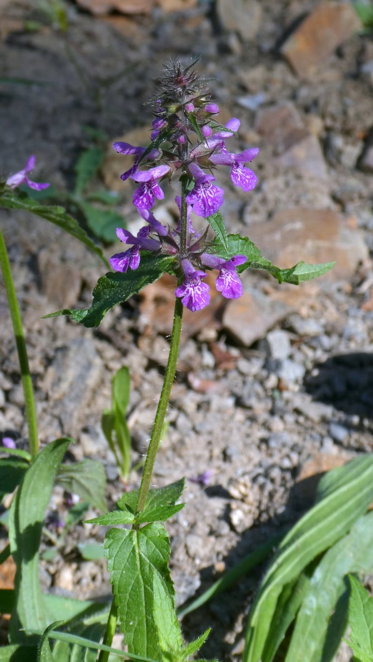 A tall perennial herb with square stems, narrow toothed leaves, and spikes of purplish-red hooded flowers growing in marshy ground