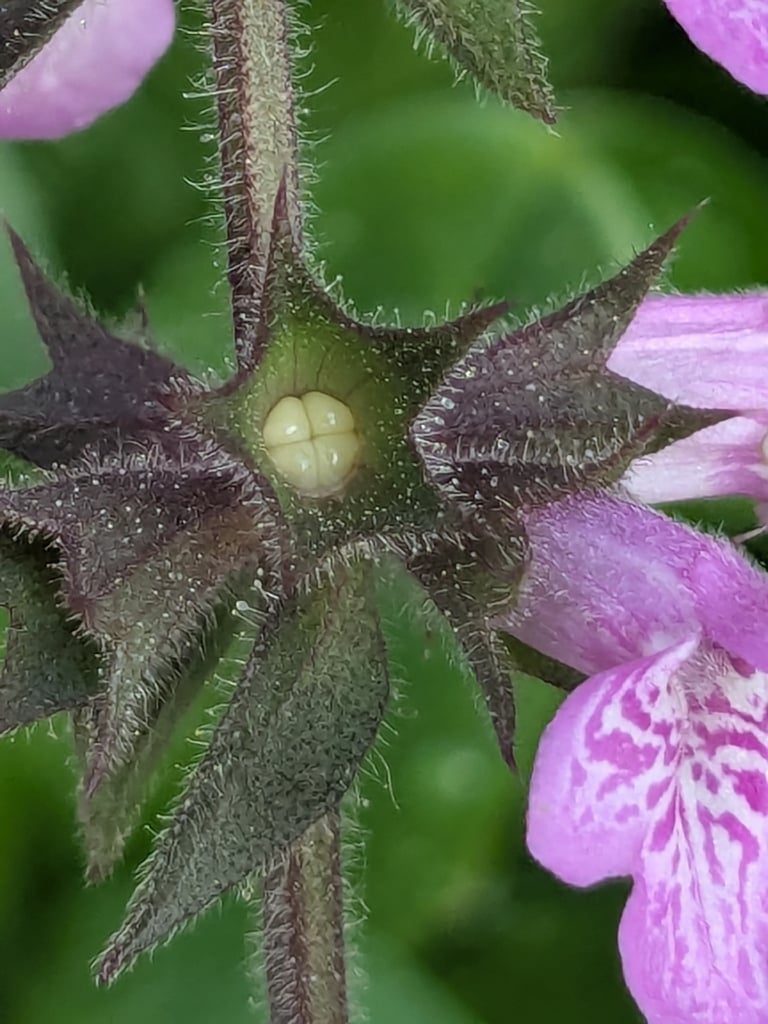 A tall perennial herb with square stems, narrow toothed leaves, and spikes of purplish-red hooded flowers growing in marshy ground
