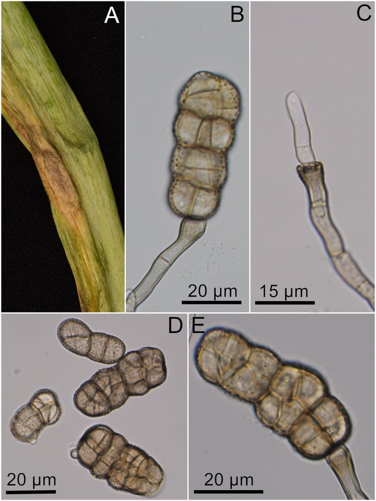 प्याज, लहसुन, शतावरी और नाशपाती की पत्तियों पर भूरे-धब्बेदार रोग पैदा करने वाला एक सूक्ष्म कवक