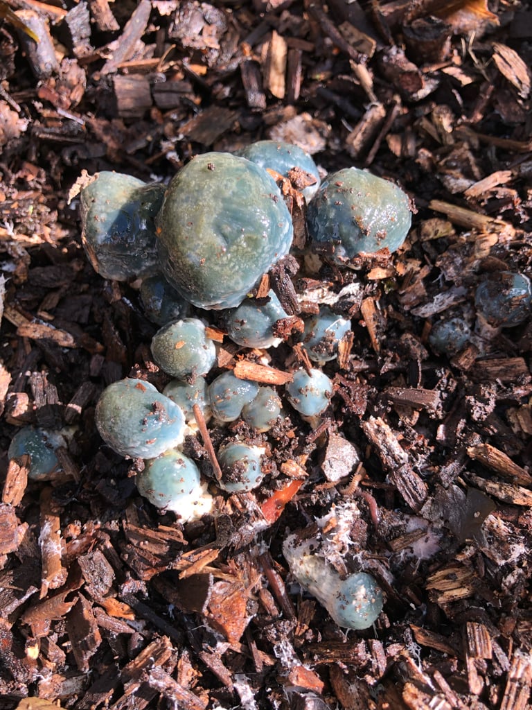 A blue-green mushroom with a sticky, conical to flattened cap and a slender stipe with fibrous scales below a faint ring zone