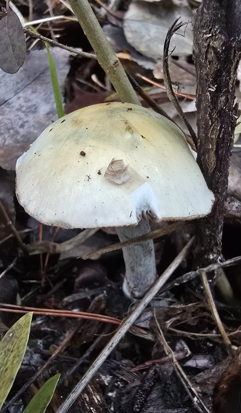 A blue-green mushroom with a sticky, conical to flattened cap and a slender stipe with fibrous scales below a faint ring zone