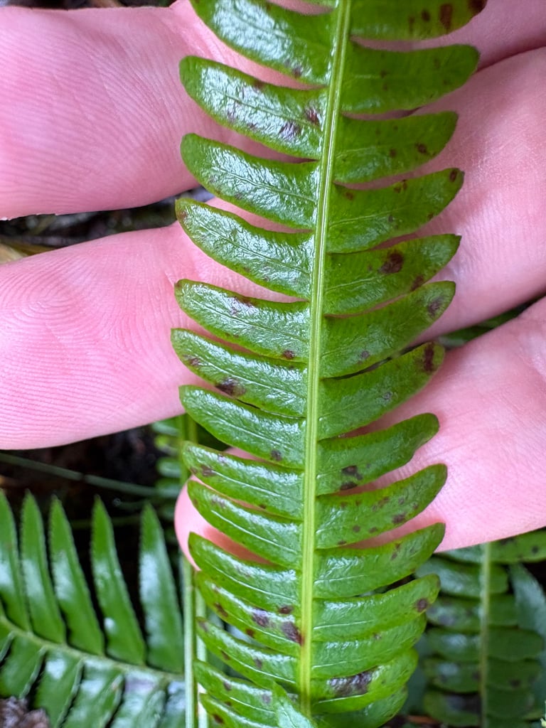 A low evergreen fern with two distinct frond types: broad, wavy-edged sterile fronds spreading outward and narrower, upright fertile fronds rising from the center