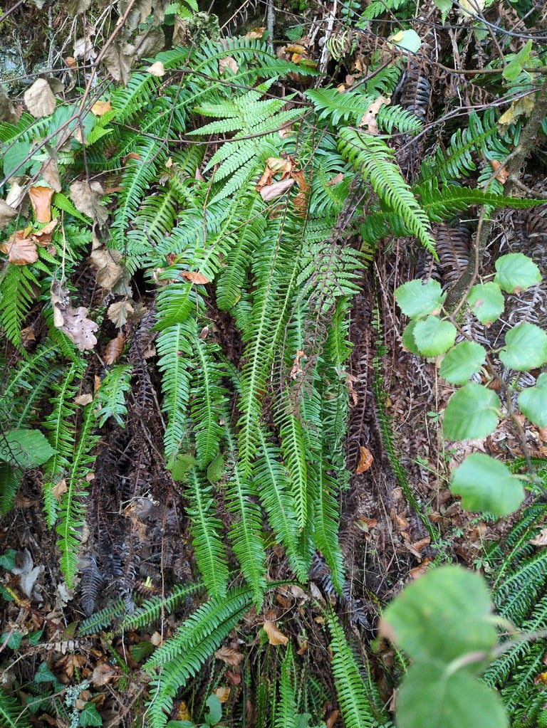 A low evergreen fern with two distinct frond types: broad, wavy-edged sterile fronds spreading outward and narrower, upright fertile fronds rising from the center