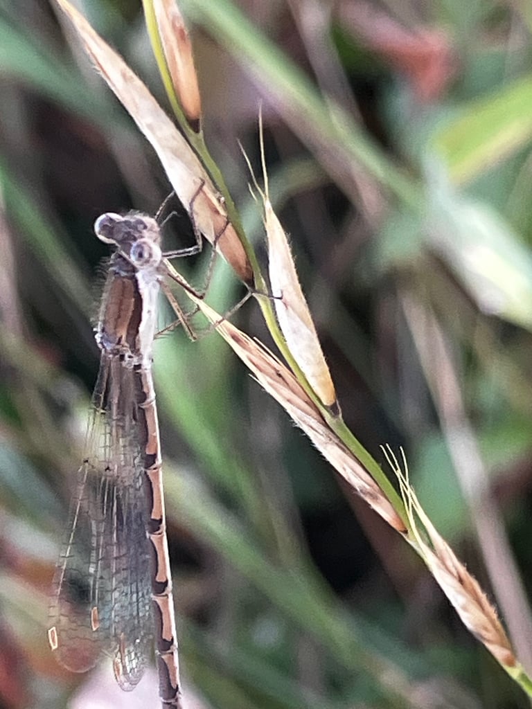 A common winter damselfly with slender dark body and pale brown wing markings resting on a dry grass stalk