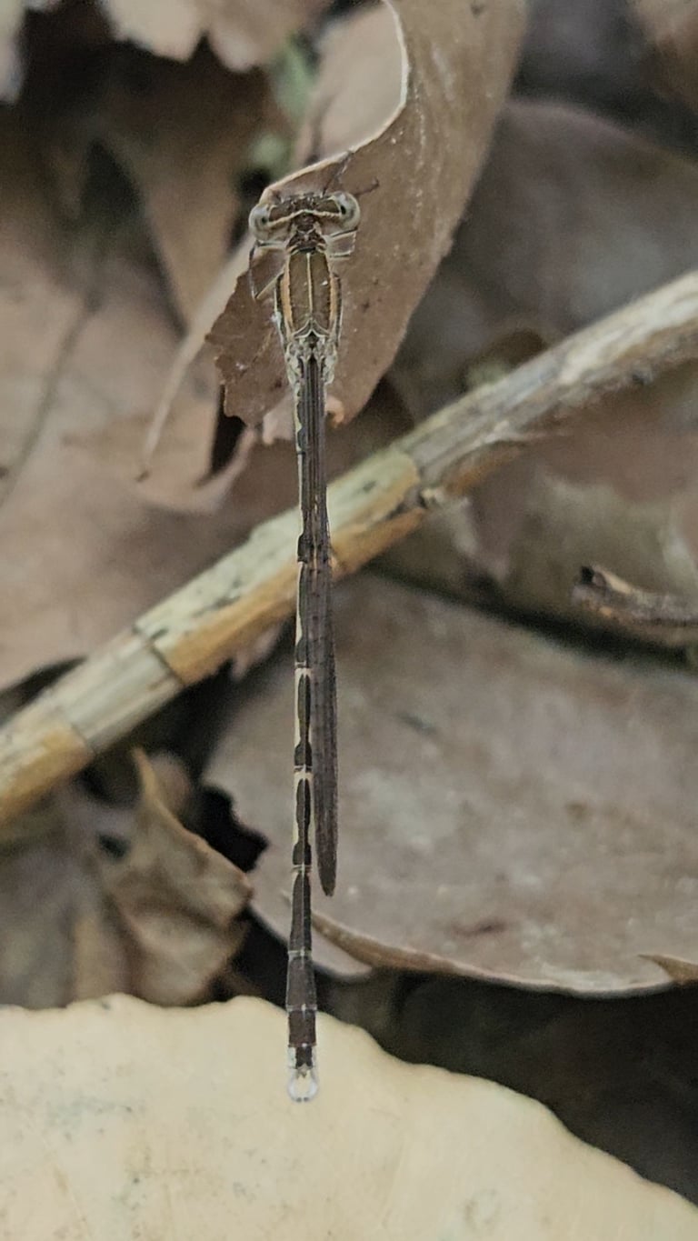 A common winter damselfly with slender dark body and pale brown wing markings resting on a dry grass stalk