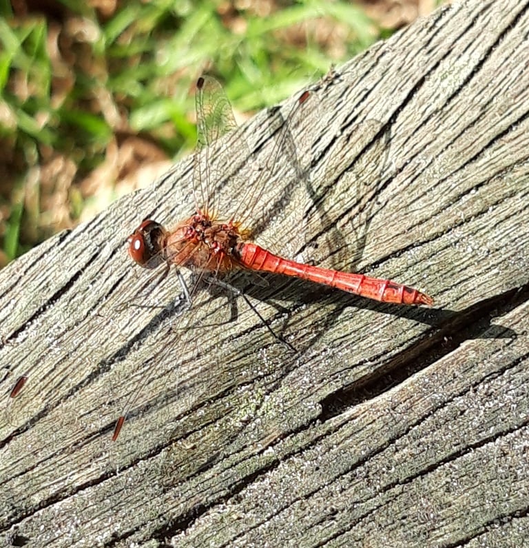 Eine blutrote Libelle mit schwarzen Beinen sitzt auf einem Pflanzenstängel, der Hinterleib zur Spitze hin leicht verbreitert