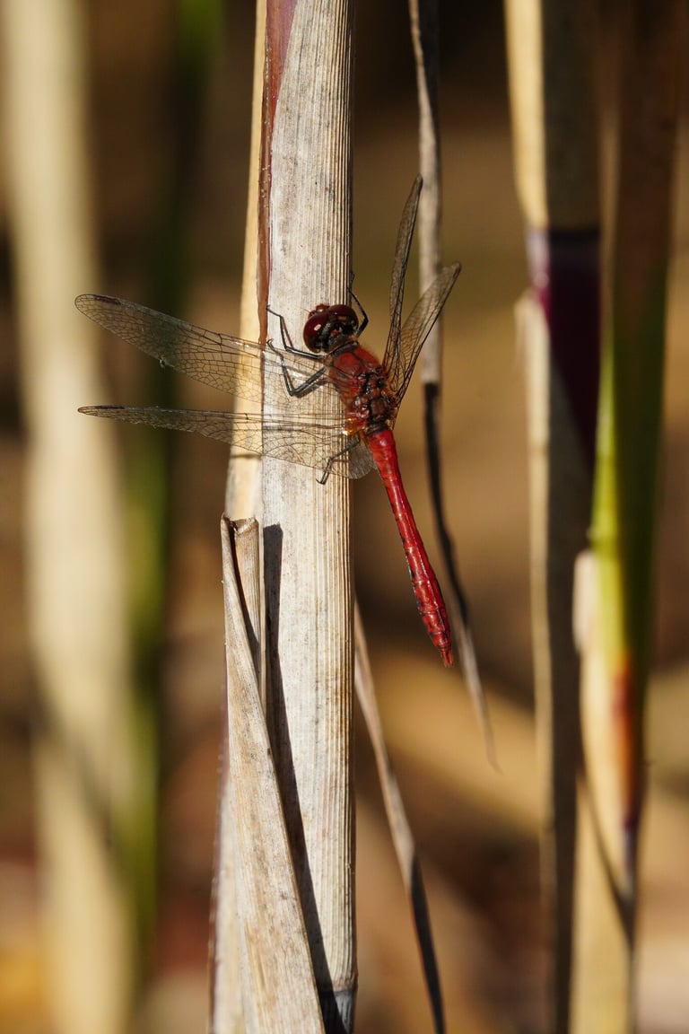 Eine blutrote Libelle mit schwarzen Beinen sitzt auf einem Pflanzenstängel, der Hinterleib zur Spitze hin leicht verbreitert