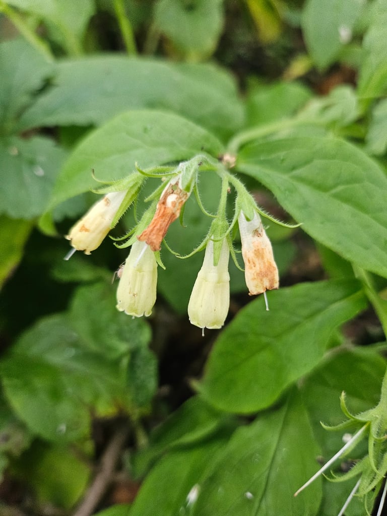 A low, softly hairy perennial plant with deeply veined leaves and clusters of pale creamy-yellow tubular flowers, growing from a rhizomatous base.