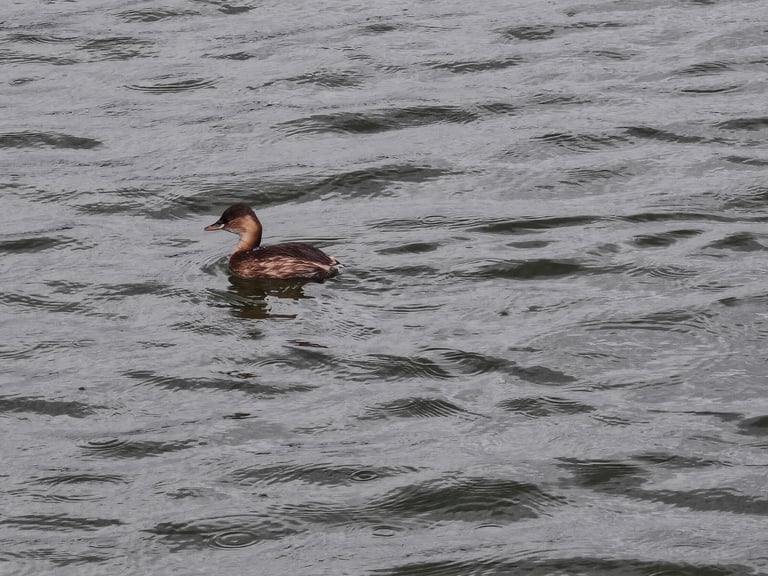 夏の繁殖羽で赤褐色の首と頬をもつカイツブリの成鳥