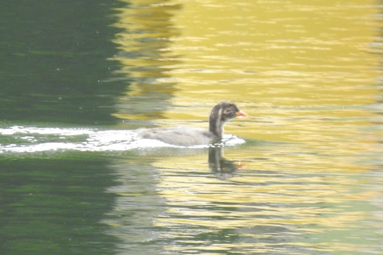 A small water bird with a pointed bill, dark upperparts, a rich rufous neck and cheeks, and a bright yellow gape, floating low on a vegetated pond.